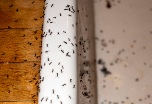 Spider Control Near Me in Spring Lake, NJ