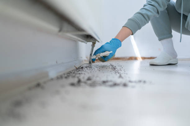 Best Wasp Removal Services  in Spring Lake, NJ